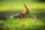 Hoopoe bird