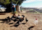 Feeding our chickens
