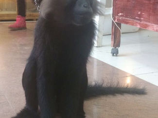 Выставка редких видов обезьян и рептилий.