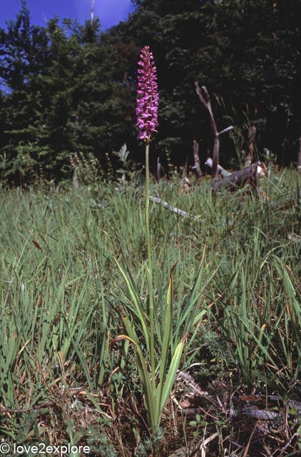 Gymnadenia conopsea or  fragrant orchid