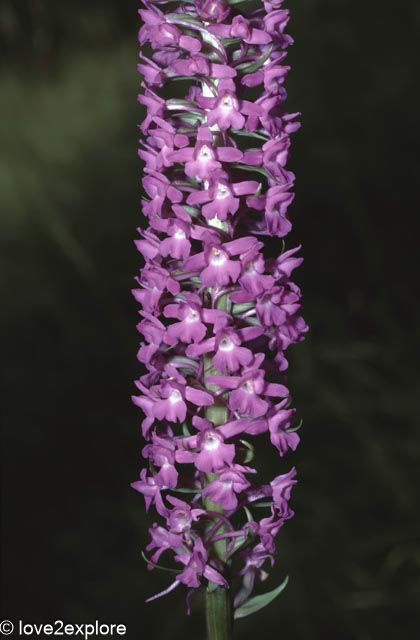 Gymnadenia conopsea var densiflora or  Marsh Fragrant-orchid