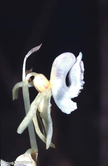 Epipogium aphyllum or the ghost orchid macro of blossoms