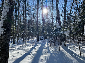 emily snowy woods.jpg