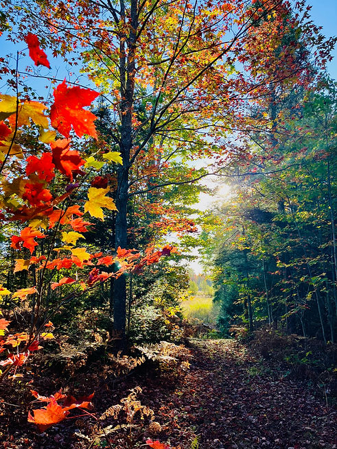 pat autumn trees.jpeg