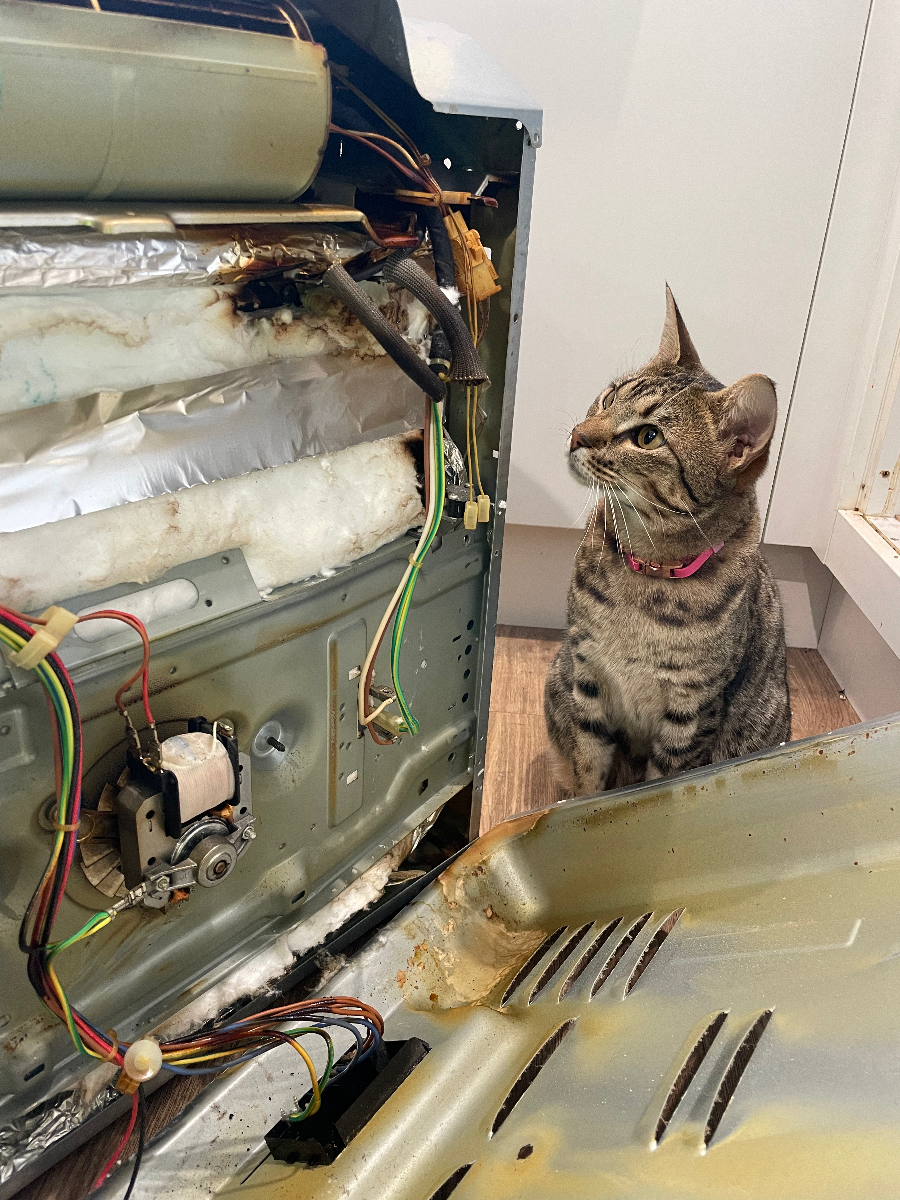 Oven with Cat