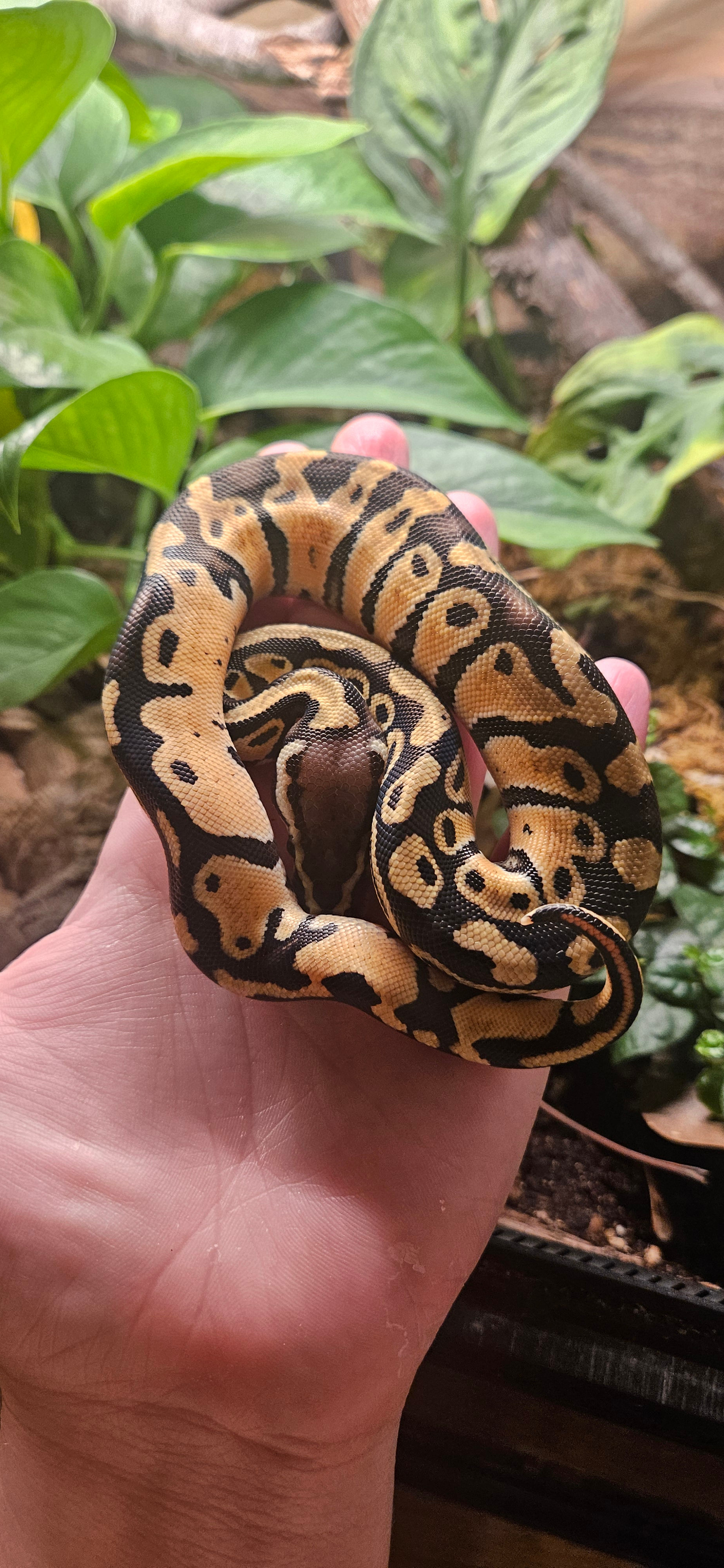 Pastel 66% Het Clown - F