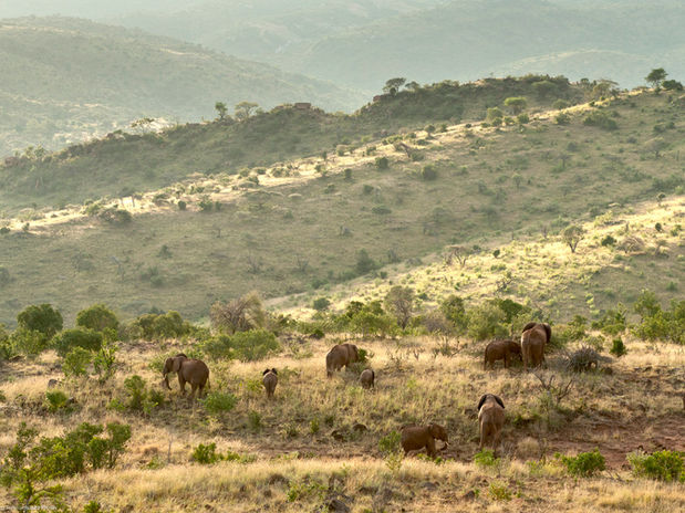 AfricanElephant_TDR_28Feb10_DSC9982a.jpeg