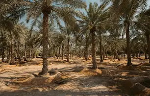Heenat Salma Farm.webp