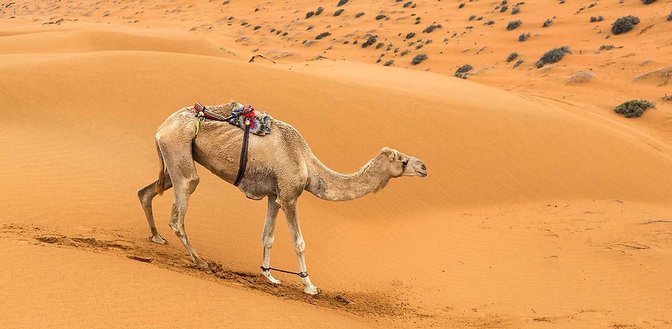 Wahiba Sands Desert Crossing 03