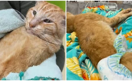 Gato baleado com chumbinho em Vargem Pequena corre risco de ficar paraplégico