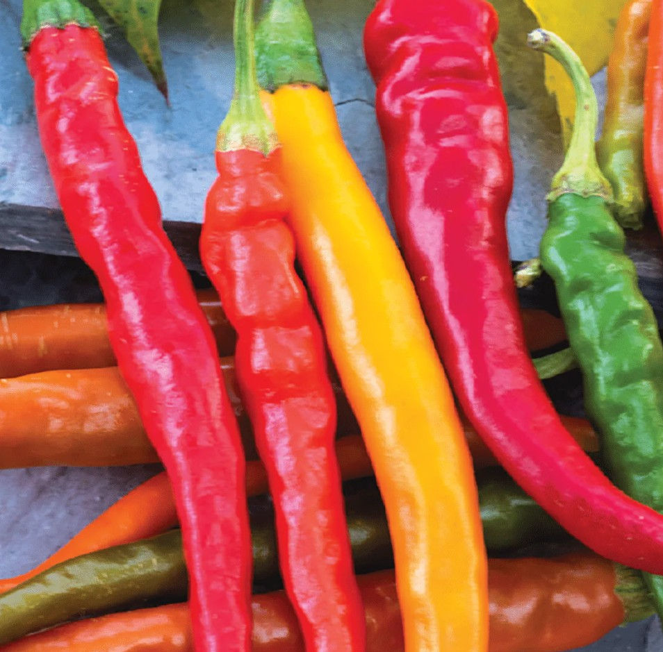Hot_Pepper_Cayenne_Long_Slim