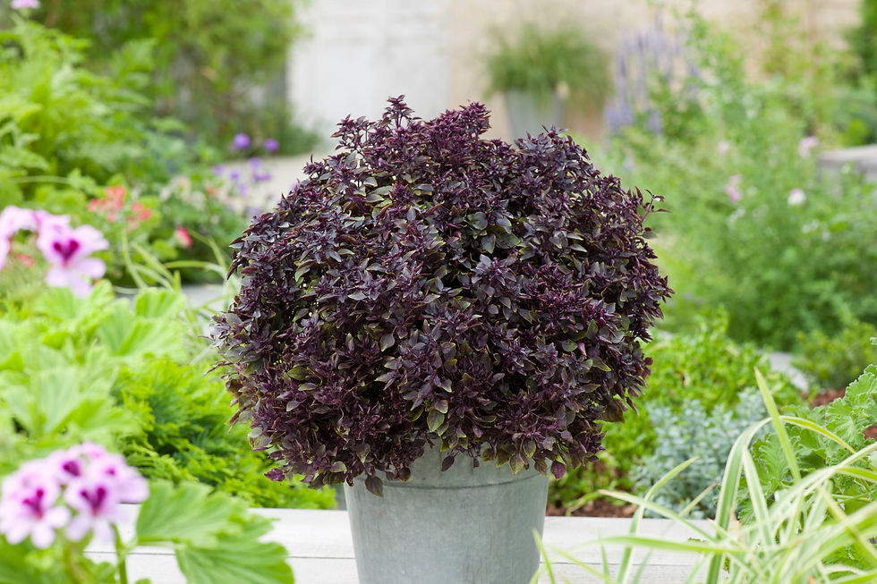 PurpleBall01