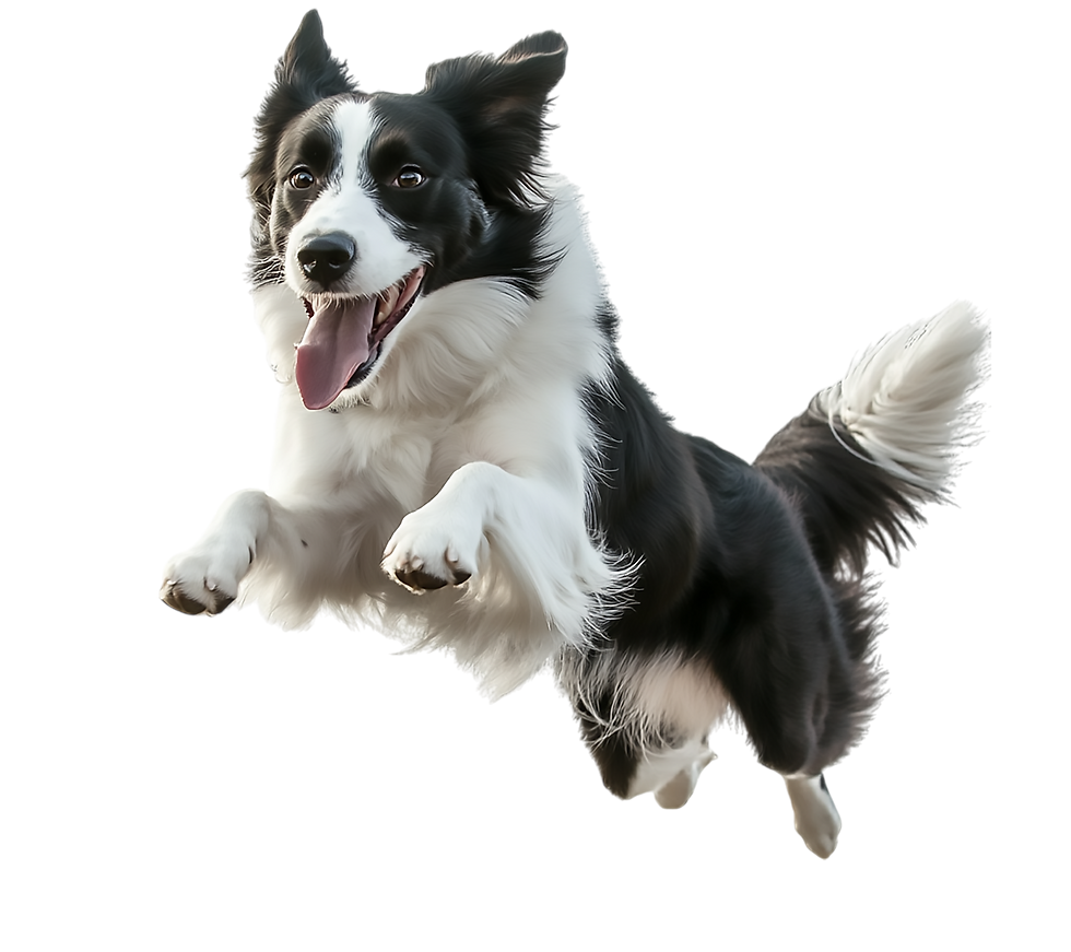 Border collie