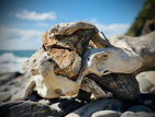 Weathered driftwood wrapped around a stone on the coast of Yakushima