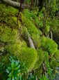 Thick soft moss covering the forest floor in Yakushima