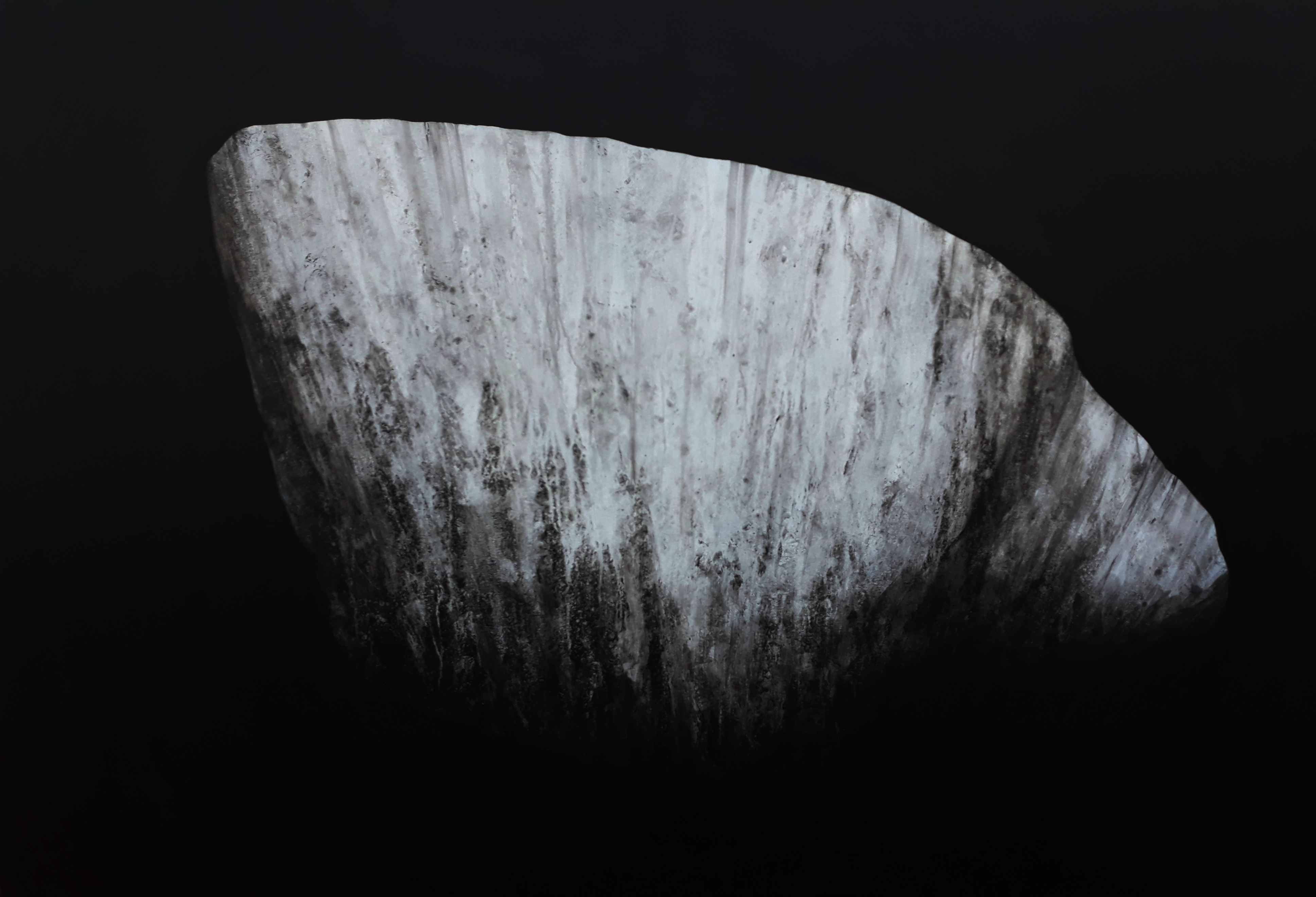 Panspermia 5.1, 2019