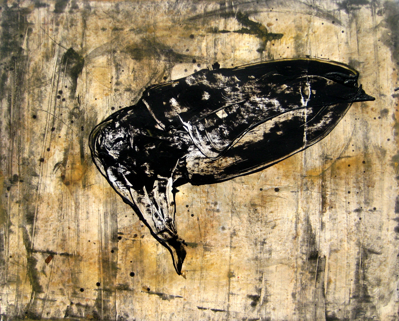 Calamar tinta negre, 2016