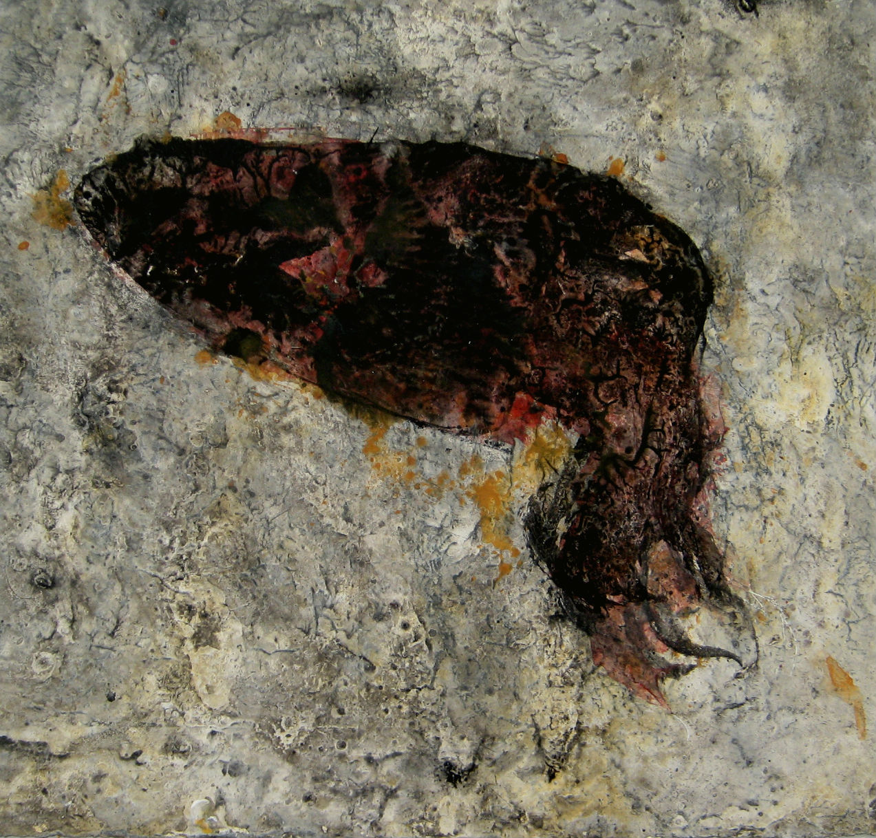 Calamar negre, 2016