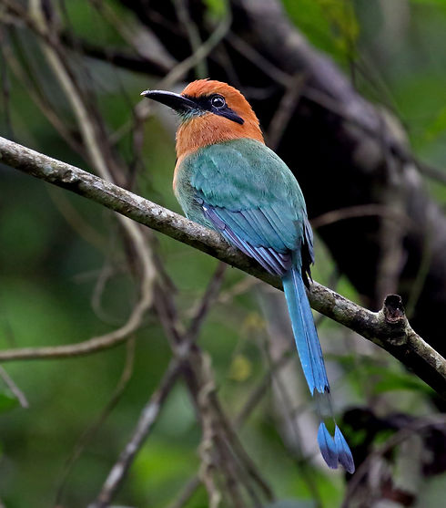 Broad-billed Motmot 1.jpg