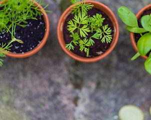 Seedlings in Pots