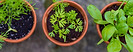 Seedlings in Pots