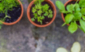 Pots à semis