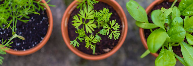 Seedlings in Pots