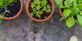 Seedlings in Pots