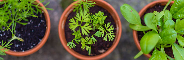 Seedlings in Pots