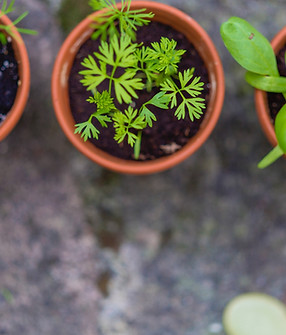 Las plantas de semillero en crisoles 