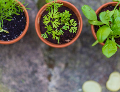 Seedlings in Pots