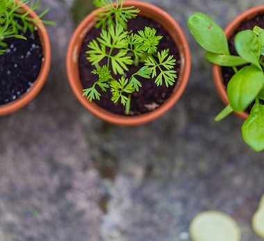 Plantas de hierbas en maceta