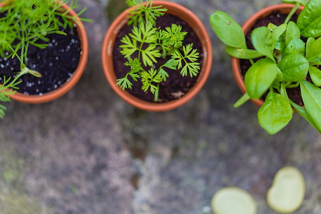 Potted Herb Plants