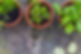 Seedlings in Pots