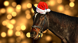 horse-1886977_640.png