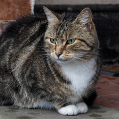 Home alone? What to do with your cat when you go on holiday
