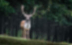 animal-984573_1280.jpg
