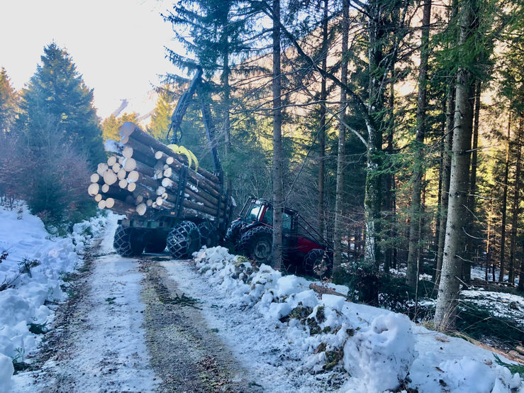 Waldarbeiten im Winter