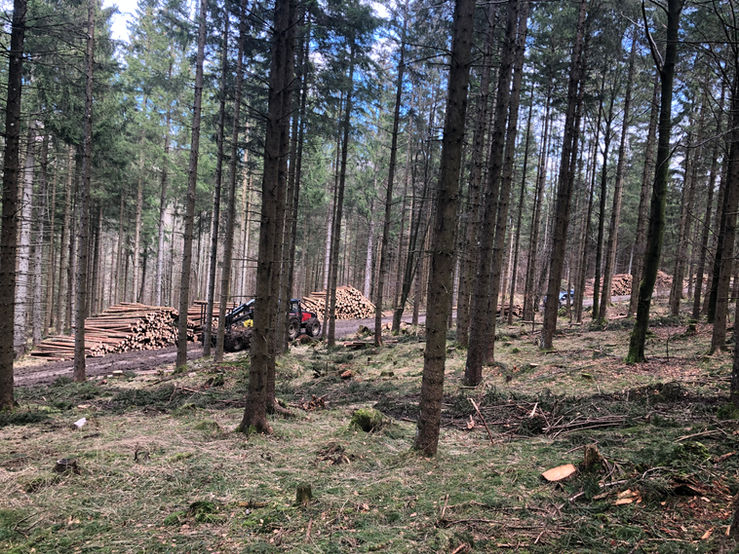 Waldarbeiten