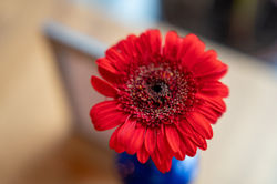 rote Blume im l'angolo - Pasta & Pizza am Eck