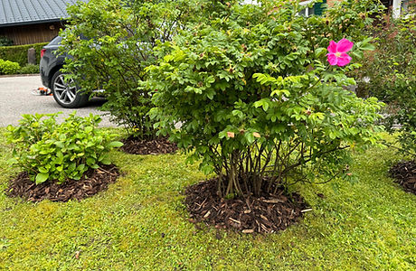 Gartenpflege