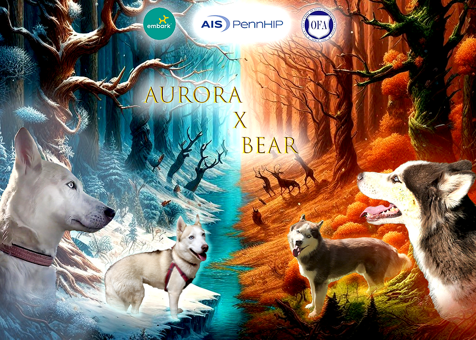 Aurora x Bear Banner.png