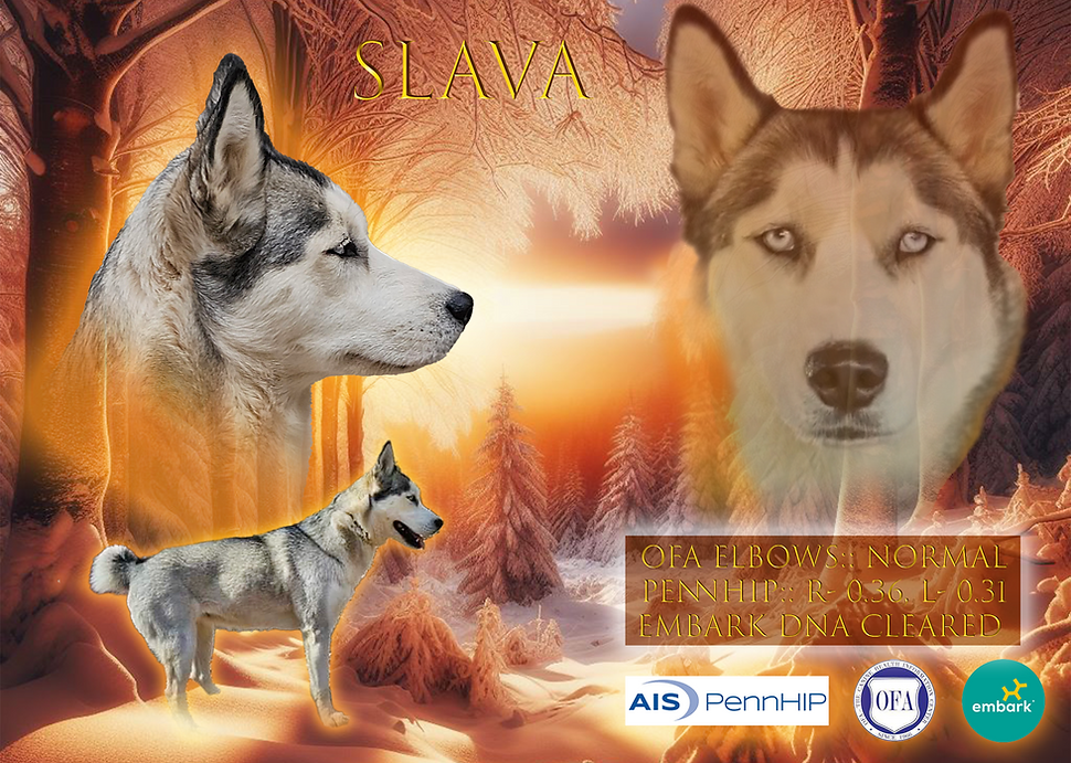 slava banner.png