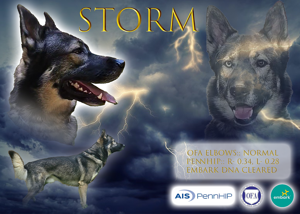 storm Banner.png