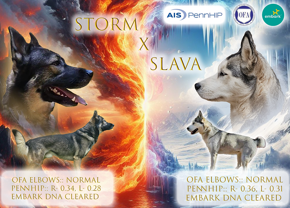 slava x storm banner.png