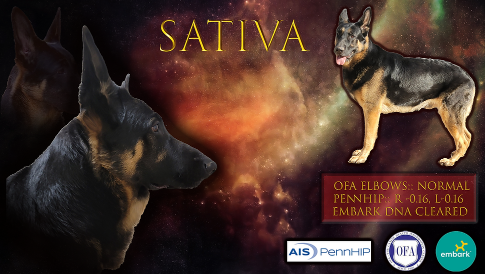 SativaBanner.png