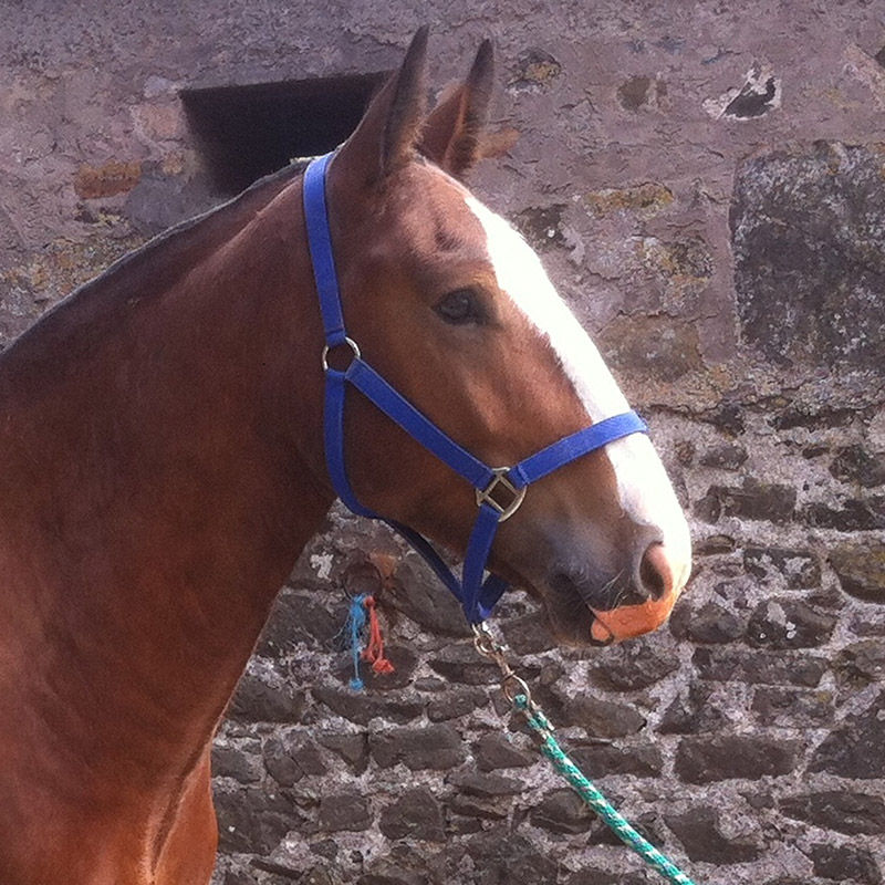 How our horses and ponies are helping young people in our projects every day