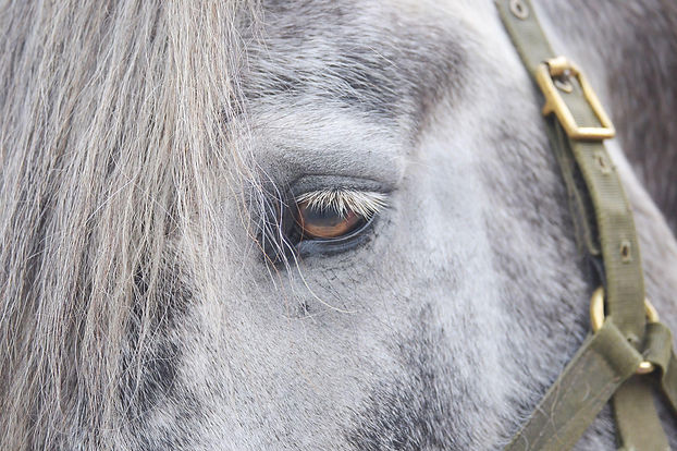 Pony
