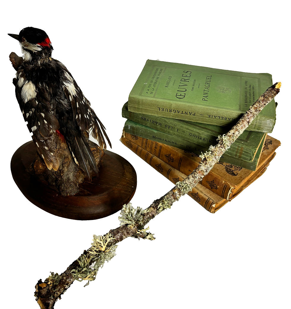 Thumbnail: Antique taxidermy French Lesser Spotted Woodpecker original mount