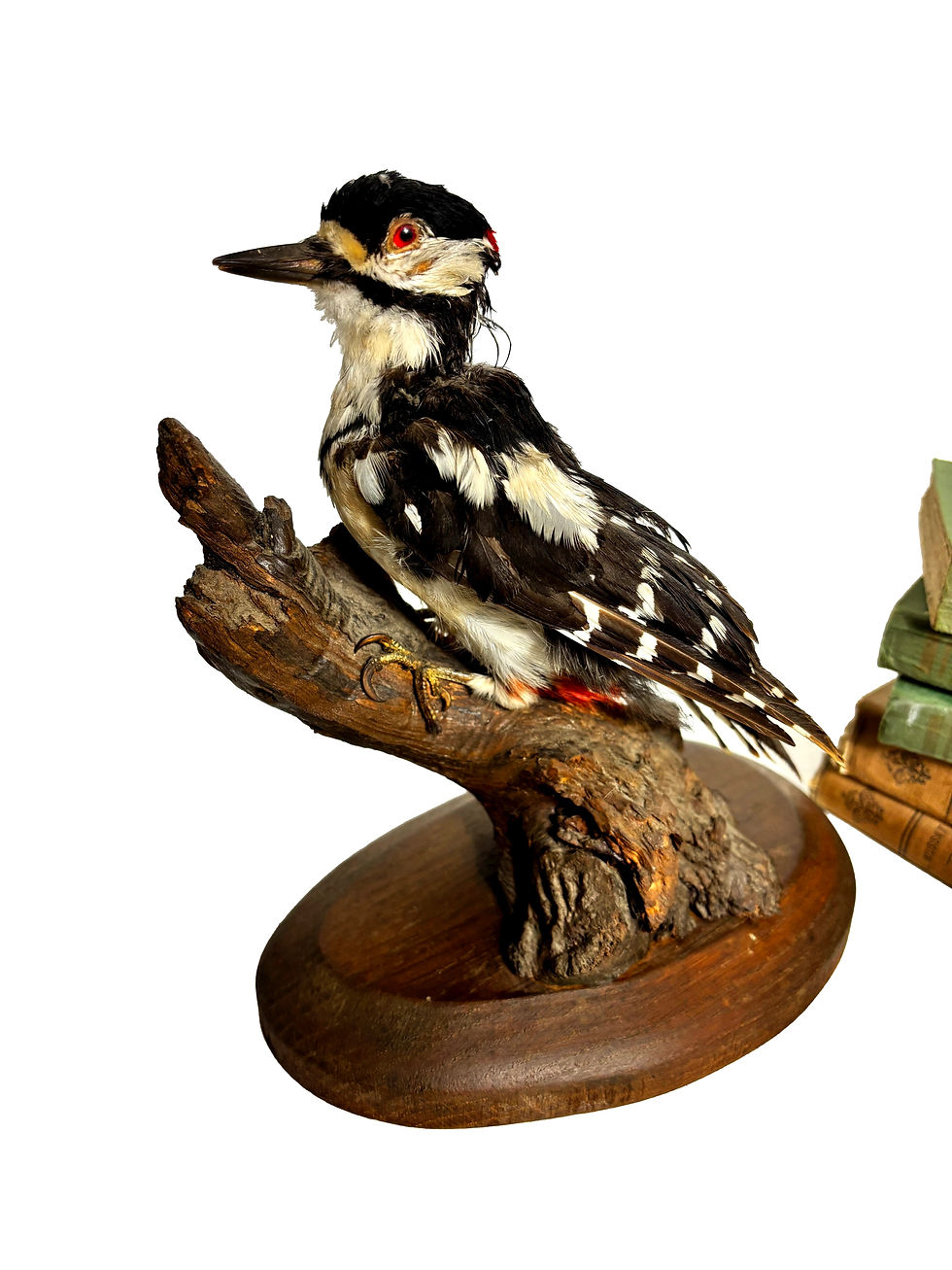 Thumbnail: Antique taxidermy French Lesser Spotted Woodpecker original mount